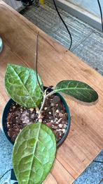 Hoya sabahn, Huis en Inrichting, Kamerplanten, Ophalen of Verzenden, Overige soorten, Minder dan 100 cm