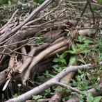 Gratis snoeihout ophalen regio Lemele/Ommen, Minder dan 3 m³, Ophalen of Verzenden, Overige houtsoorten, Stammen