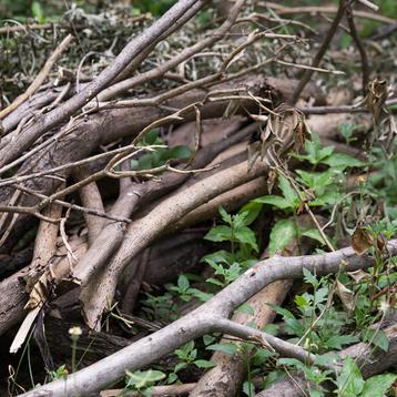 Gratis snoeihout ophalen regio Lemele/Ommen beschikbaar voor biedingen
