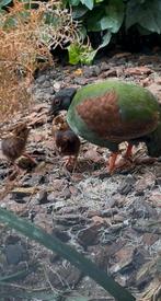 2 koppels roul rouls 2025 geringd natuurbroed, Dieren en Toebehoren, Meerdere dieren, Geringd