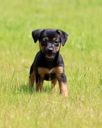 Jack russel terrier pups black&tan choco, Jack Russell Terriër, 8 tot 15 weken, Meerdere, Meerdere dieren