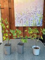 Rodeaalbessen planten., Tuin en Terras, Ophalen, Overige soorten, Zomer