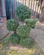 Ilex bonsai plant, Ophalen, Bloeit niet, Halfschaduw, Overige soorten