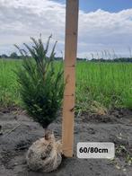 Taxus haag, Tuin en Terras, Planten | Struiken en Hagen, Ophalen of Verzenden, Taxus
