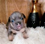 Franse bulldog pups uit volledig gekeurde ouders, Dieren en Toebehoren, Honden | Bulldogs, Pinschers en Molossers, CDV (hondenziekte)
