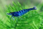 Neocaridina blue black zebra, Kreeft, Krab of Garnaal, Zoetwatervis, Schoolvis