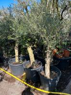 Olijf bomen stam 90/100 dan de kruin super prijs 99,50, Tuin en Terras, Planten | Bomen, 100 tot 250 cm, Olijfboom, Ophalen, Volle zon