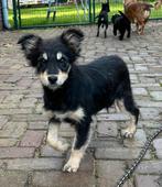 Sheltie / collie pups 4 maanden, Dieren en Toebehoren, Honden | Herdershonden en Veedrijvers, Particulier, Rabiës (hondsdolheid)