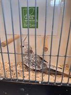 Gezocht diverse soorten voliere vogels, Dieren en Toebehoren, Vogels | Overige Vogels, Meerdere dieren