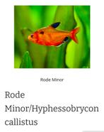 Tropische vissen - kleine vergoeding, Dieren en Toebehoren, Ophalen