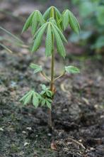 Wilde kastanje - Aesculus hippocastanum, bio (nog 3), Lente, Minder dan 100 cm, Volle zon, In pot