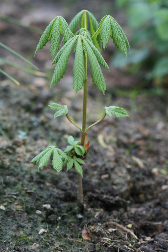 Wilde kastanje - Aesculus hippocastanum, bio (nog 3), Tuin en Terras, Planten | Bomen, Overige soorten, Minder dan 100 cm, Volle zon