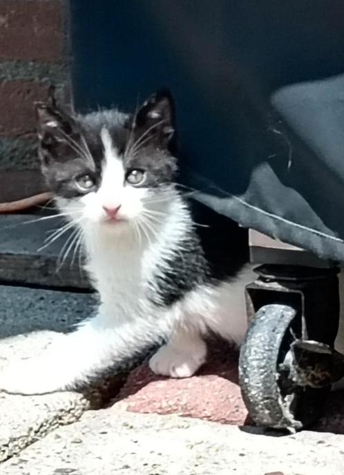 Nog 2 kittens beschikbaar mogen gelijk mee, Dieren en Toebehoren, Katten en Kittens | Overige Katten, Kortharig, Meerdere dieren