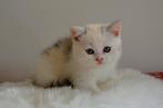 Britse korthaar nog 1meisje 3 kleur, Dieren en Toebehoren, Katten en Kittens | Raskatten | Korthaar, Poes, Ontwormd, 0 tot 2 jaar