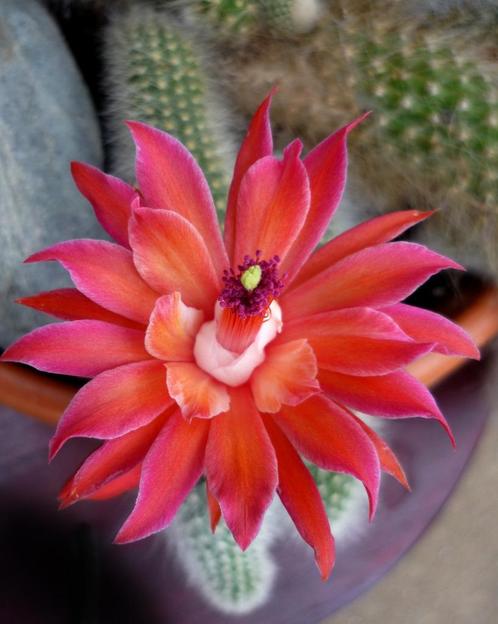 Monkey tail cactus - apenstaart - cactus, Huis en Inrichting, Kamerplanten, Cactus, Minder dan 100 cm, Volle zon, Ophalen of Verzenden