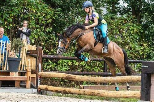 Stoere B pony te koop 18, Dieren en Toebehoren, Pony's, Ruin, M, B pony (1.17m tot 1.27m), Dressuurpony, 11 jaar of ouder, Met stamboom