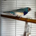 Gezocht!!!! Pop split voor blauw, Dieren en Toebehoren, Vogels | Overige Vogels, Vrouwelijk, Tropenvogel, Geringd