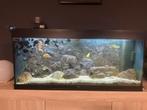 Complete (Juwel rio 240 led) aquarium met vissenbestand, Ophalen, Zo goed als nieuw, Gevuld zoetwateraquarium