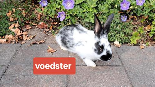 Bonte jonge konijnen (middelgroot ras), Dieren en Toebehoren, Konijnen, Middelgroot, Vrouwelijk, 0 tot 2 jaar
