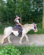 Lieve, sportieve, bomproof Tinker merrie, Dieren en Toebehoren, Merrie