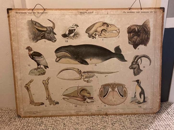 Schoolplaat bewoners van de karpaten, Antiek en Kunst, Antiek | Schoolplaten, Natuur en Biologie, Ophalen