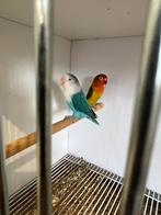 Fischeri split dunfallow, Dieren en Toebehoren, Vogels | Parkieten en Papegaaien, Meerdere dieren, Dwergpapegaai of Agapornis