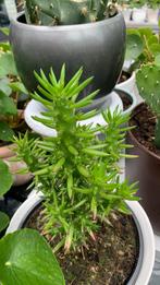 Cactus plant met pot €7, Ophalen, Cactus, Minder dan 100 cm