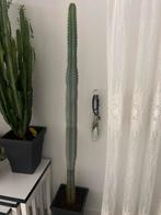 Mooie Cactus Plant, Overige soorten, Volle zon, Vaste plant, Ophalen of Verzenden