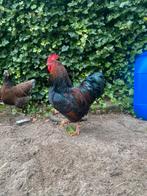 Koppels dubbel gezoomde Barnevelders groot. Zilver & Blauw, Dieren en Toebehoren, Pluimvee, Meerdere dieren, Kip