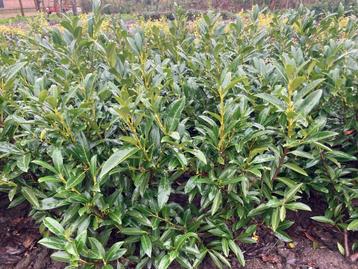 Laurierstruiken Prunus Herbergii beschikbaar voor biedingen