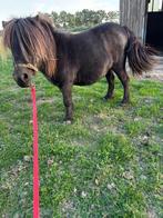 MINI PONY, Dieren en Toebehoren, Merrie, A pony (tot 1.17m), Gechipt, 0 tot 2 jaar