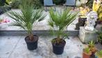 Chamaerops humilis Europese dwergpalm, Tuin en Terras, Ophalen, Vaste plant, Overige soorten, Volle zon