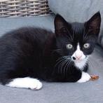 Kitten, Dieren en Toebehoren, Kater
