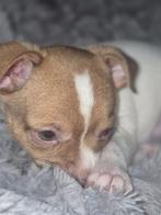 Chihuahua reutjed, Dieren en Toebehoren, Reu, 8 tot 15 weken, Meerdere, Chihuahua