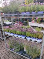 LAVANDULA STOECHAS EN AUGUSTFOLIA, Tuin en Terras, Planten | Tuinplanten, Ophalen, Zomer, Overige soorten, Volle zon