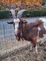 Mooie grote bonte bok, Dieren en Toebehoren, Mannelijk, Geit