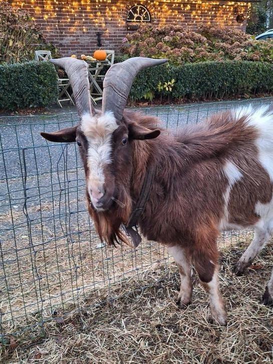 Mooie grote bonte bok, Dieren en Toebehoren, Schapen, Geiten en Varkens, Geit, Mannelijk