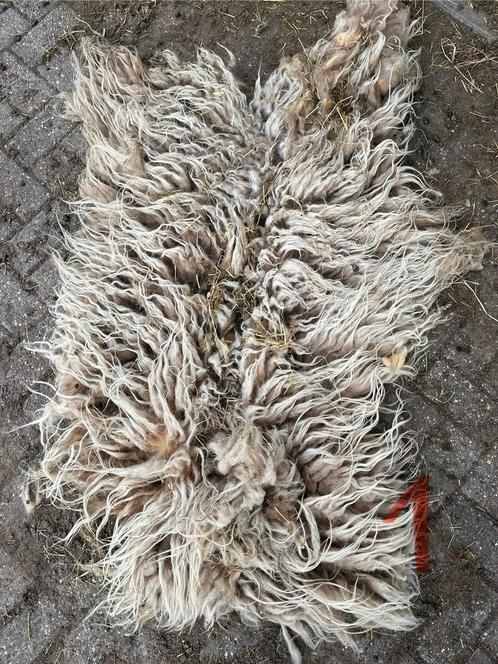 Drentse heideschaap vachten / vilten / spinwol / moestuin, Dieren en Toebehoren, Schapen, Geiten en Varkens, Schaap, Meerdere dieren