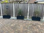 3x Bloembak. Olijfboom. Planten. Bloempot. Tuin., Tuin en Terras, Bloempotten, Ophalen