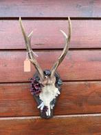 Gedecoreerde reebok schedel/ gewei met edelstenen en bloemen, Ophalen of Verzenden, Zo goed als nieuw