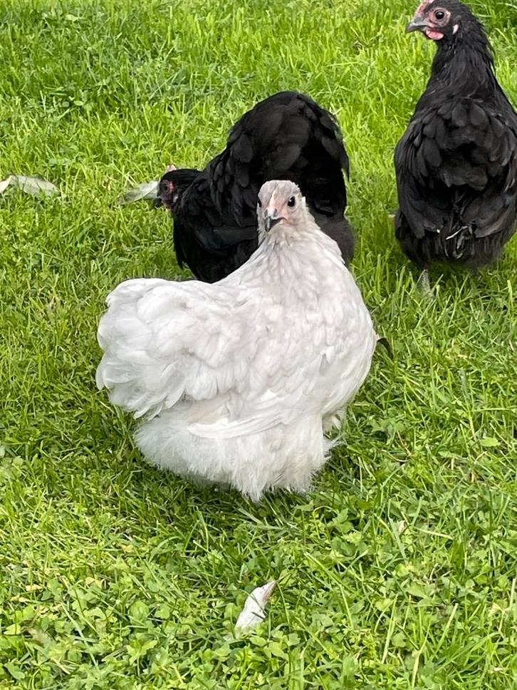 Orpington kriel hennen met haan, Dieren en Toebehoren, Pluimvee, Kip, Meerdere dieren