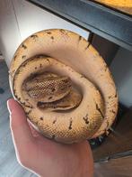 2 koningsPythons plus terrarium, Dieren en Toebehoren, Reptielen en Amfibieën | Toebehoren, Ophalen