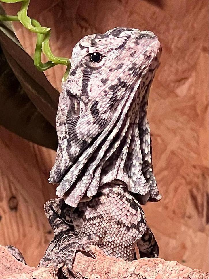 Terrarium met kraaghagedis, Dieren en Toebehoren, Reptielen en Amfibieën, 0 tot 2 jaar