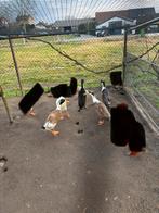 Loopeenden woerd, Dieren en Toebehoren, Pluimvee, Mannelijk, Eend