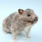 opgezette grote hamster karaktervol taxidermy taxidermie, Ophalen of Verzenden, Vogel, Opgezet dier