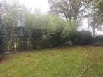 Bamboe planten, Tuin en Terras, Planten | Bomen, Bloeit niet, Halfschaduw, 250 tot 400 cm, Overige soorten