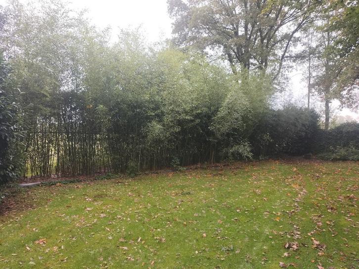 Bamboe planten, Tuin en Terras, Planten | Bomen, Overige soorten, 250 tot 400 cm, Halfschaduw, Bloeit niet, Ophalen of Verzenden