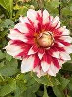 Bloembol Dahlia Duet knol, Tuin en Terras, Bloembollen en Zaden, Ophalen of Verzenden, Volle zon, Knol