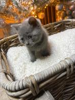 Britse korthaar Kittens, Dieren en Toebehoren, Katten en Kittens | Overige Katten, Meerdere dieren, 0 tot 2 jaar