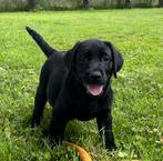 Prachtige Labrador pups, Dieren en Toebehoren, Honden | Retrievers, Spaniëls en Waterhonden, Rabiës (hondsdolheid), 8 tot 15 weken